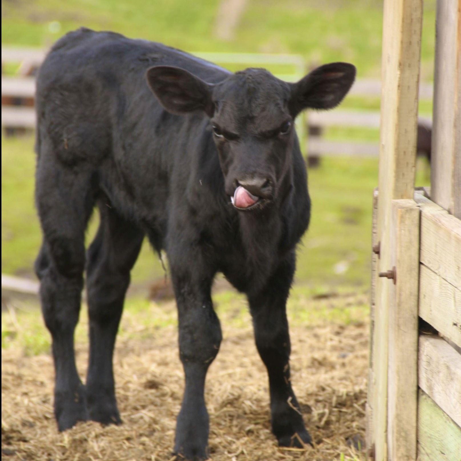 Black Calf