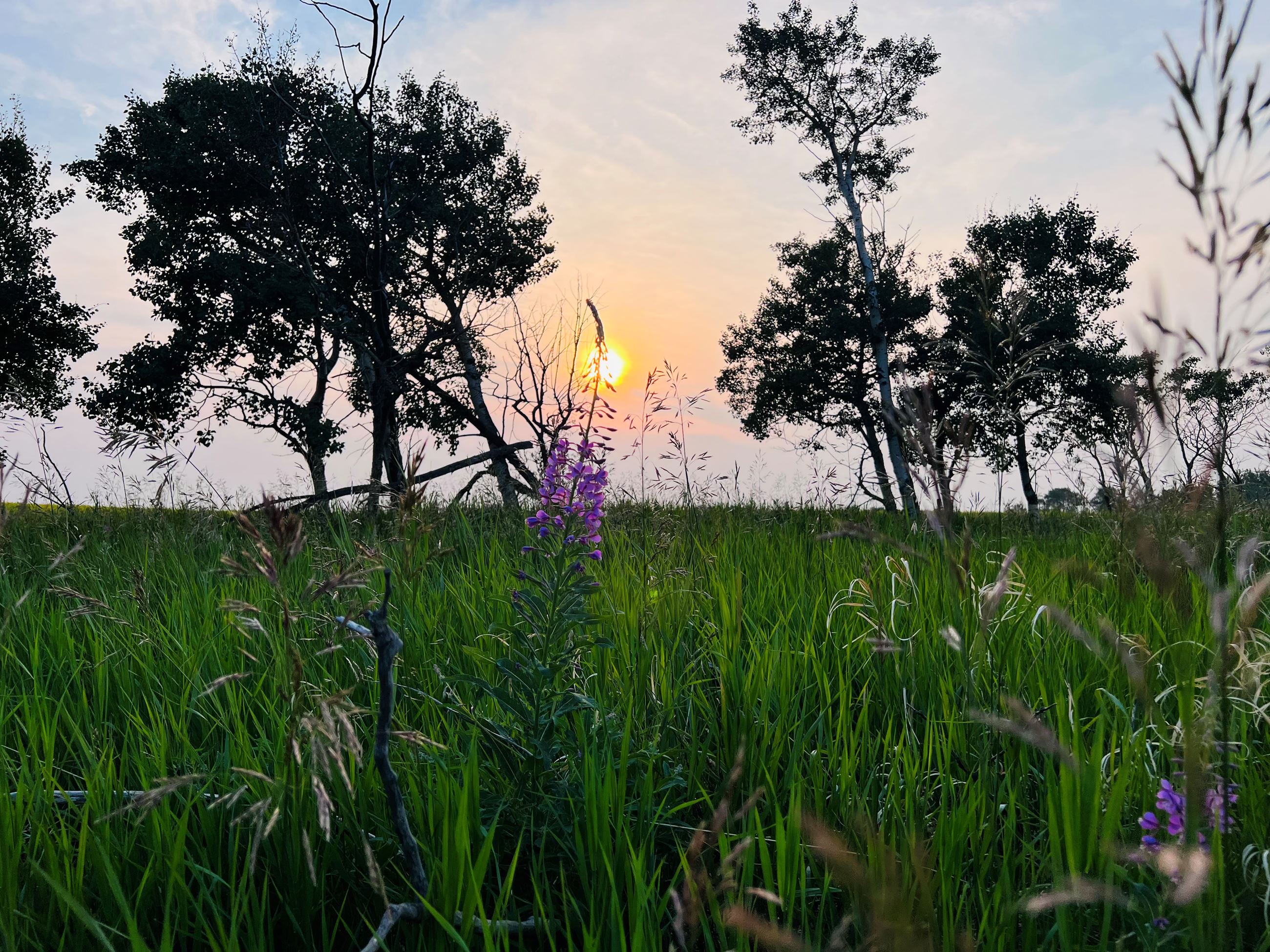 Submission 524 IMG_3475