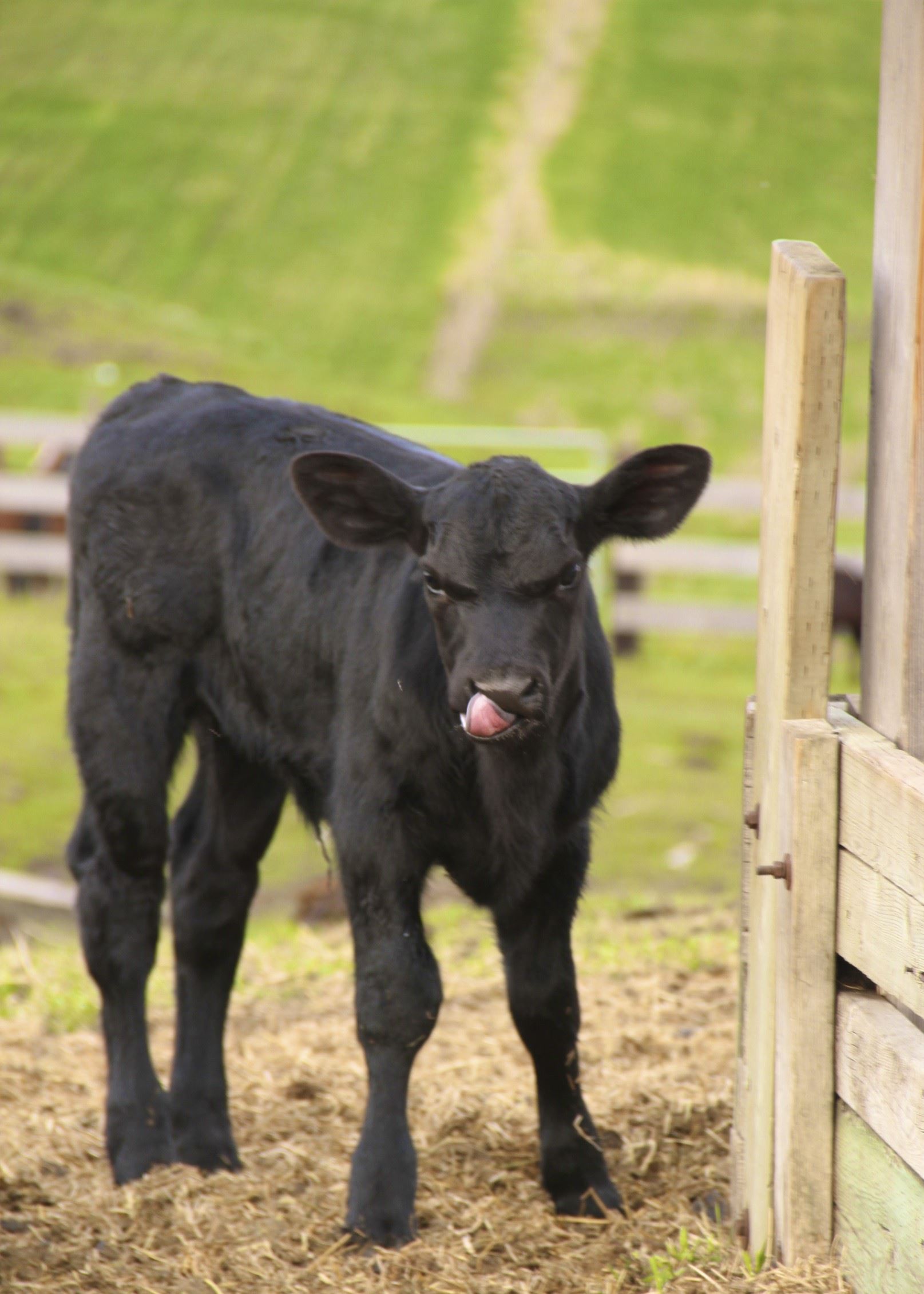 Black Calf